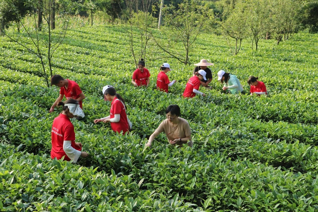 图为实践队员帮助金桥村茶农采茶，在田间地头开展宣讲。 张冰鑫 供图
