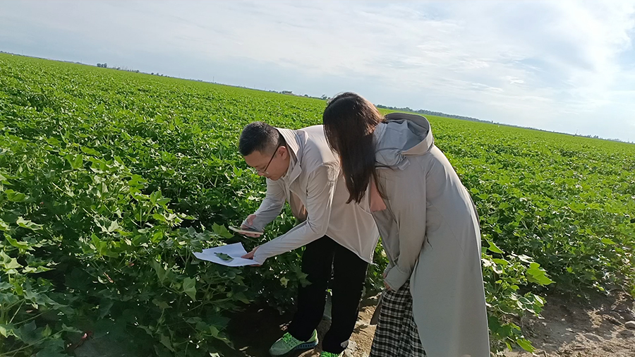 06+图为实践团成员开展棉花病虫害AI诊断APP田间实地测试+石河子大学卞会涛提供