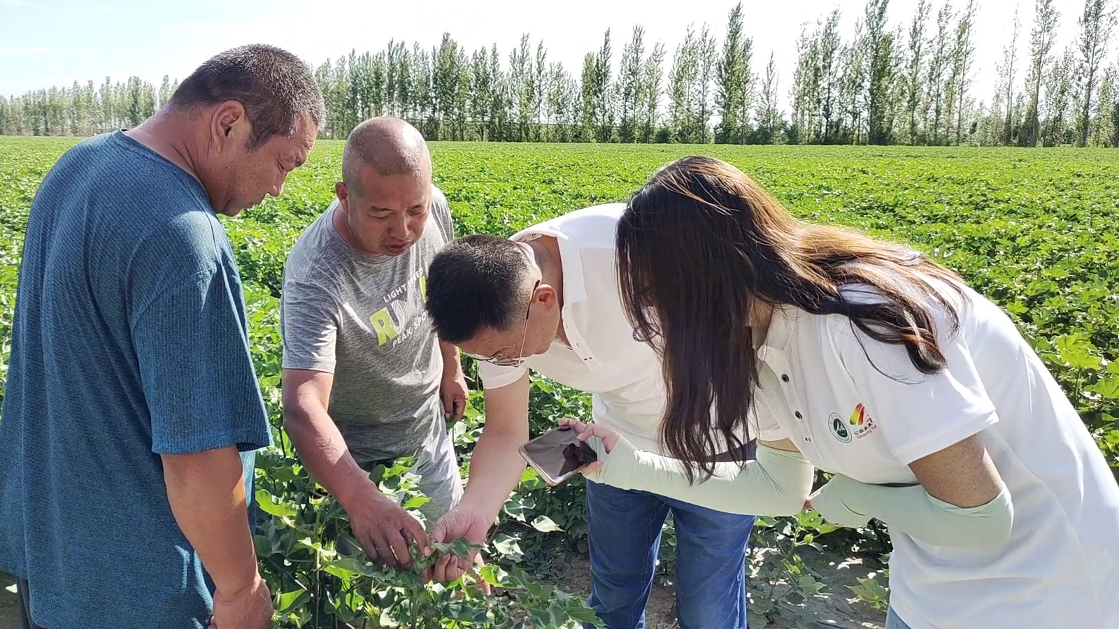 01+图为棉农向实践团成员介绍棉花生长情况+石河子大学胡晨璐提供