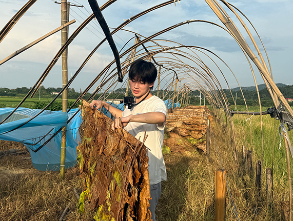 圖為實踐隊員正在幫煙農收煙葉。彭媛園 供圖