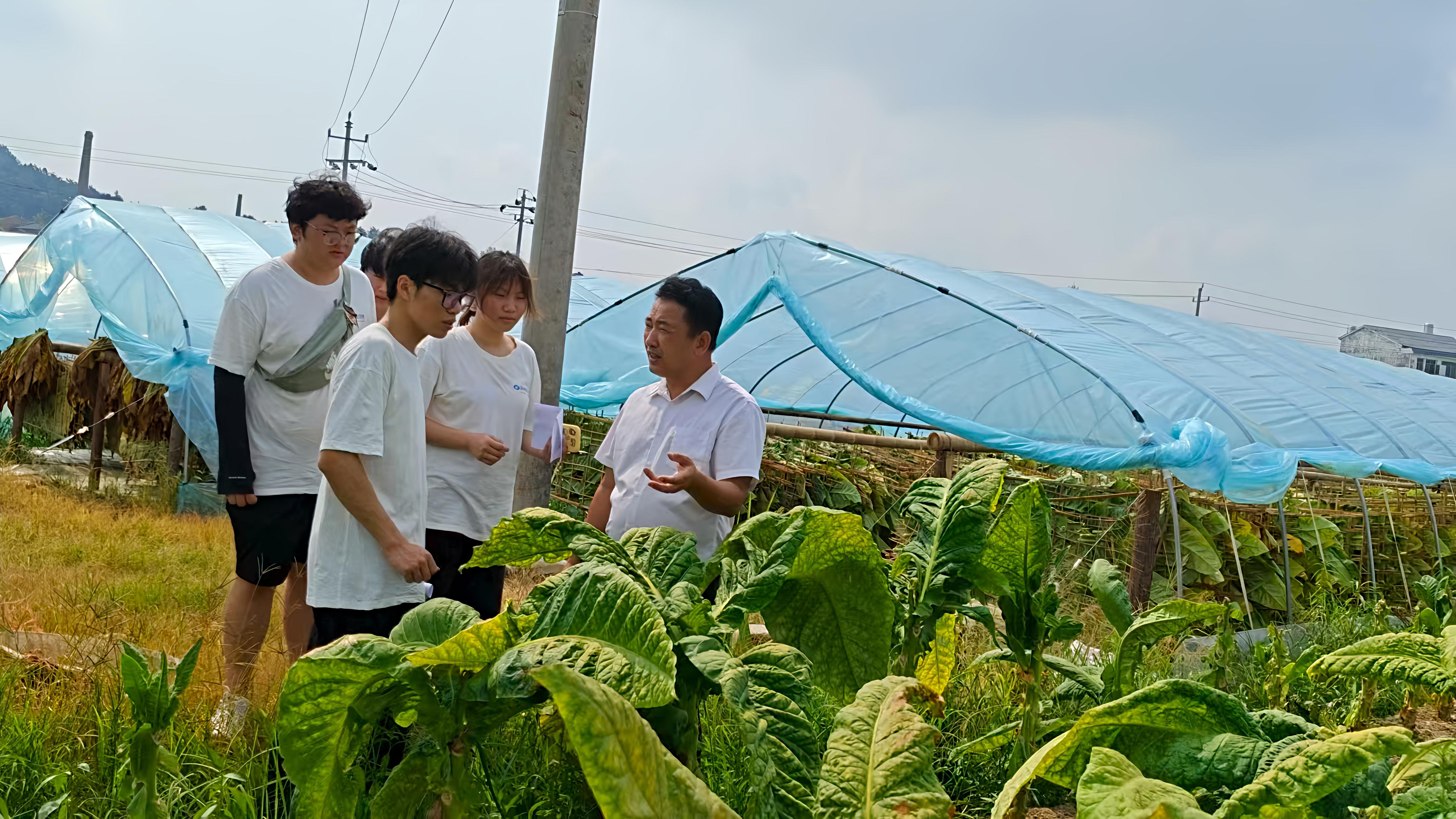 圖為窯里社區干部張忍之為實踐隊員介紹曬煙基本知識。彭媛園 供圖
