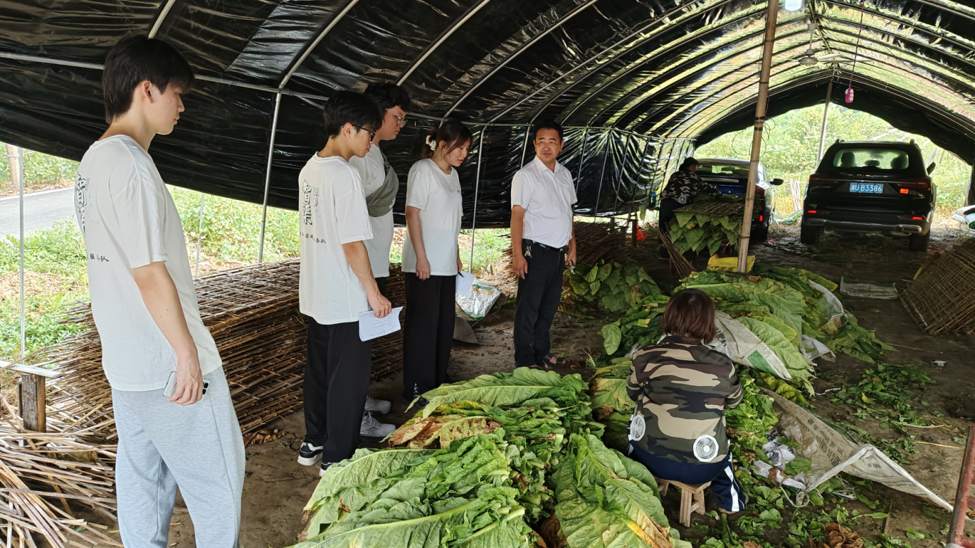 圖為實踐隊員參觀農戶煙葉加工大棚。彭媛園 供圖