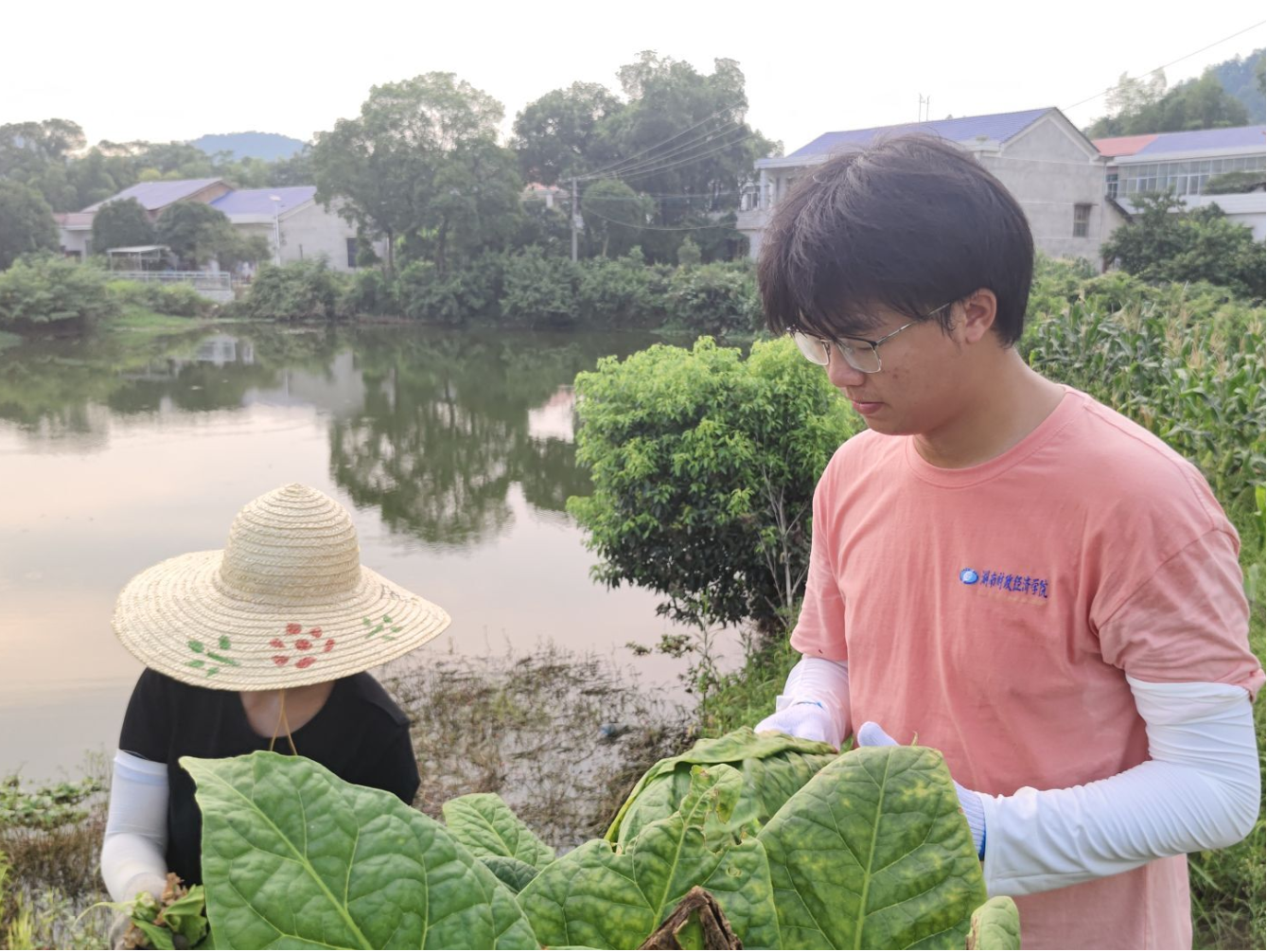 圖為實踐隊隊員幫當地煙農采煙葉。彭媛園 供圖