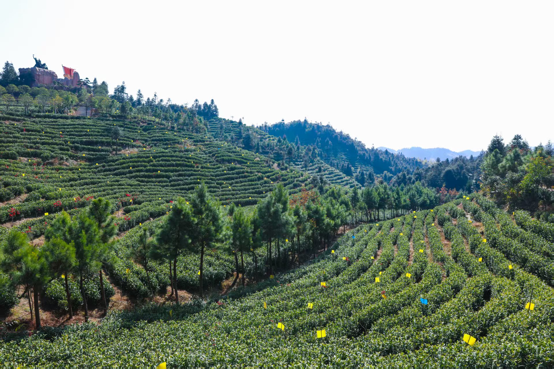 圖為春賜福生態茶廠遠景。周文濤 張文沂 甘倩華攝